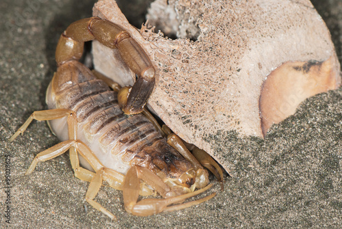 Yellow scorpion on a sand