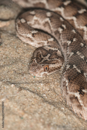 venomous snake in the sand