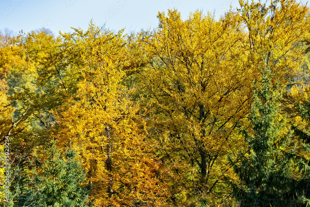 Vivid Autumn Trees