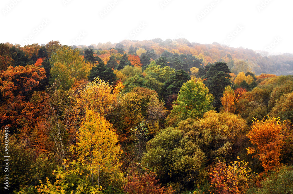 View of the autumn forest