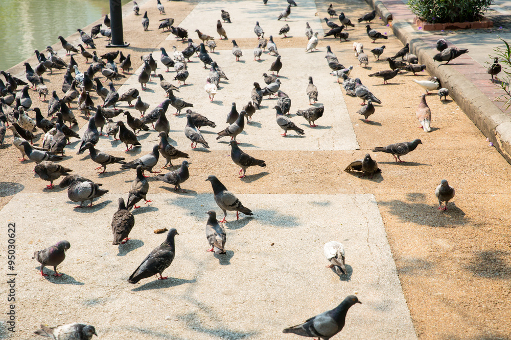 Obraz premium pigeon