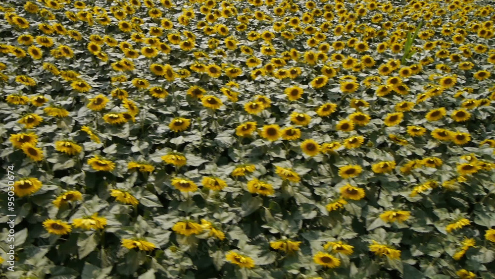 AERIAL: Sunflowers field AERIAL: Sunflowers field