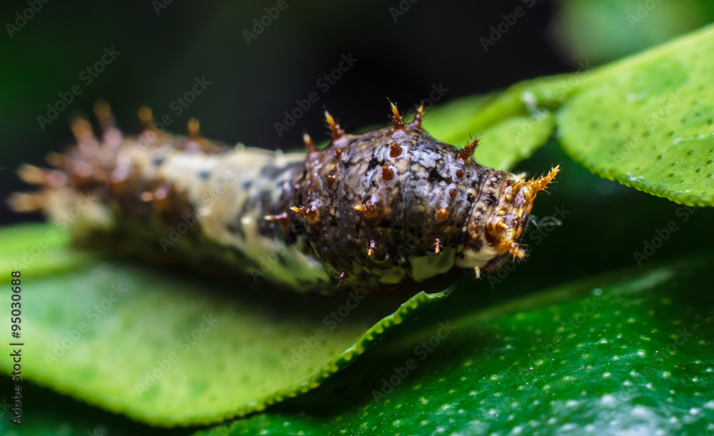 Macro close up Caterpillars,eating the leaves. Macro close up Caterpillars,eating the leaves.