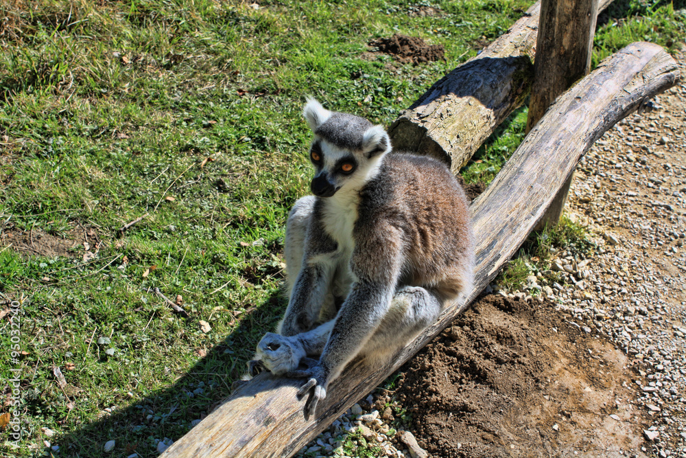 Obraz premium le lémurien