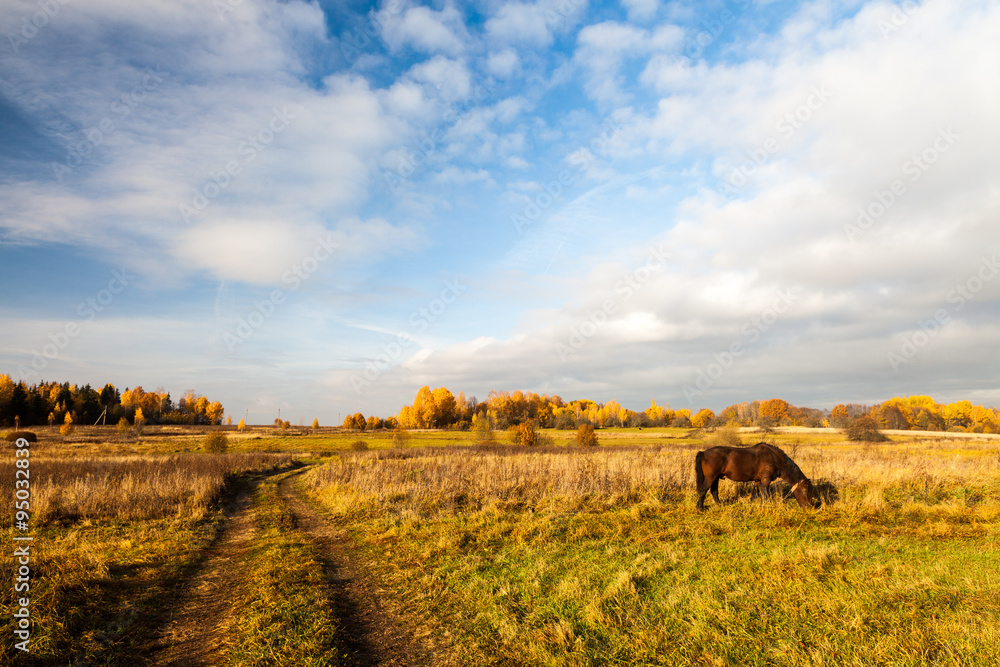 Rural path in a field with a horse
