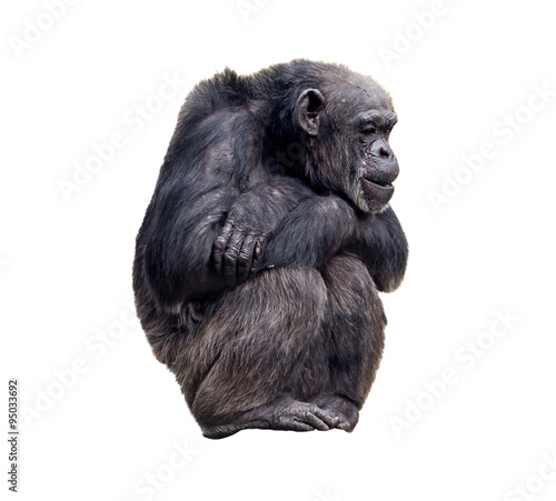 Sitting chimpanzee on the white background photo
