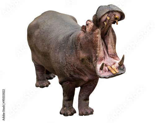 Fototapeta Hippo opening jaws on the white background