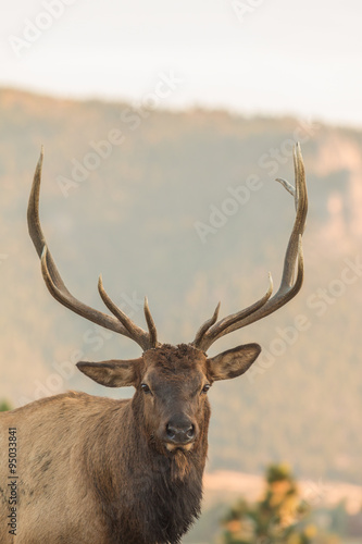 Bull Elk © natureguy