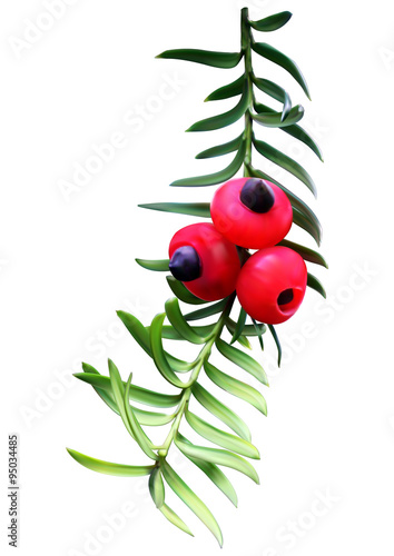 Taxus (yew) twig