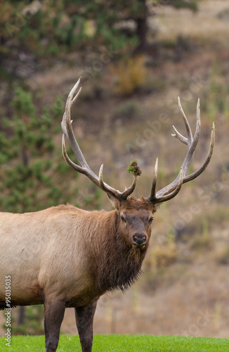 Bull Elk