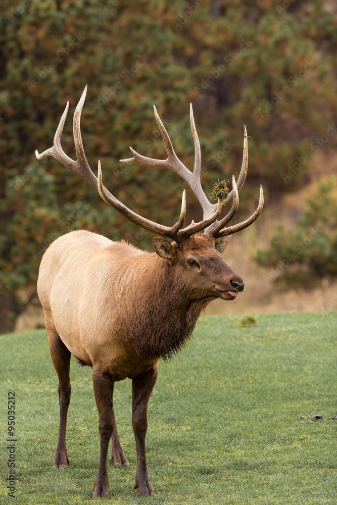 Obraz premium Bull Elk