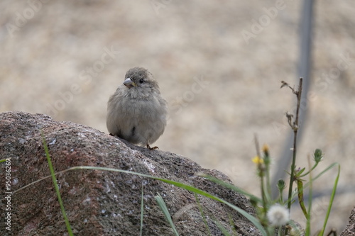 Haussperling, Paser domesticus photo