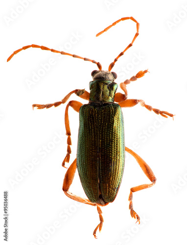 Green beetle isolated on white background. Macro.