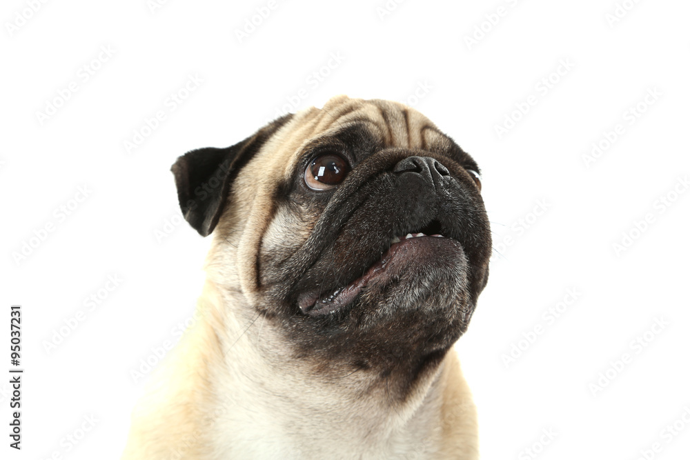 Funny pug dog on a white background