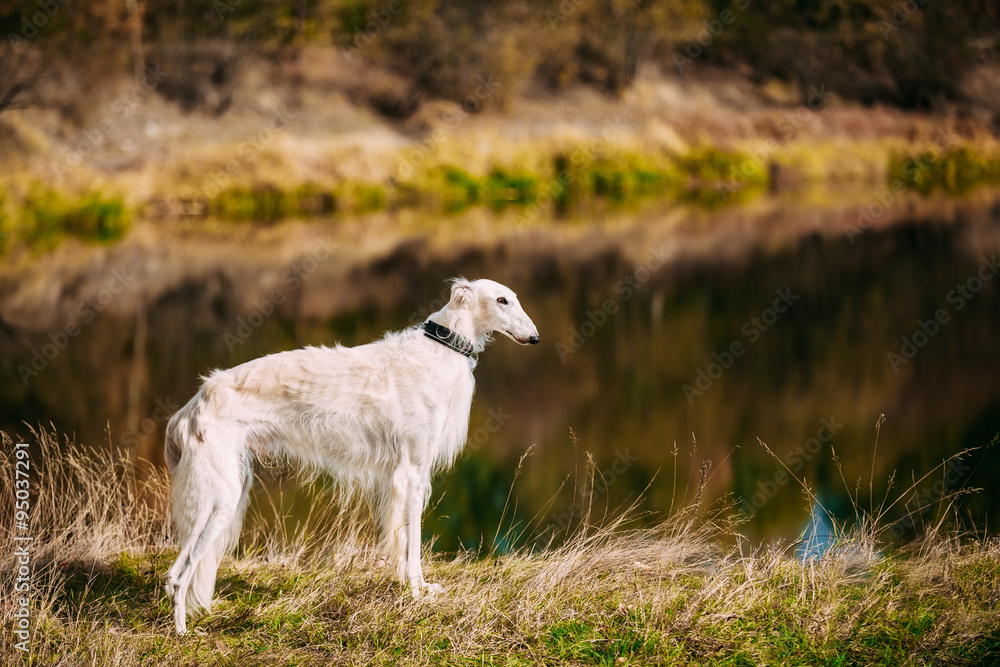White Russian Borzoi, Borzaya Hunting Dog walking near river White Russian Borzoi, Borzaya Hunting Dog walking near river