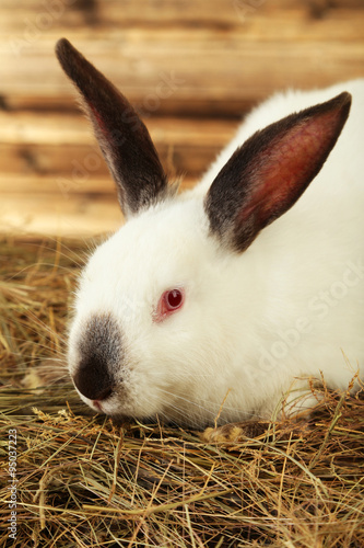 White rabbit in hay on brown background
