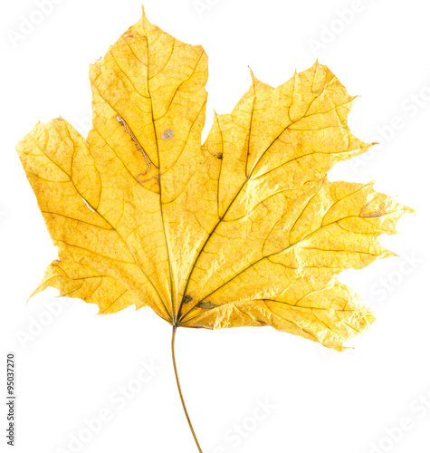 autumn yellow maple leaf isolated on the white background