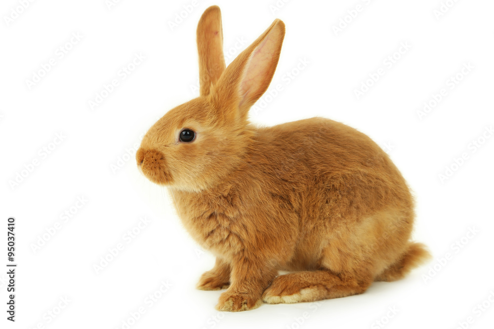 Obraz premium Młody czerwony królik na białym tle