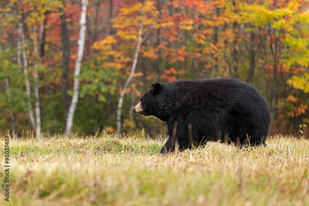 Obraz premium Adult Female Black Bear (Ursus americanus) Walks Left