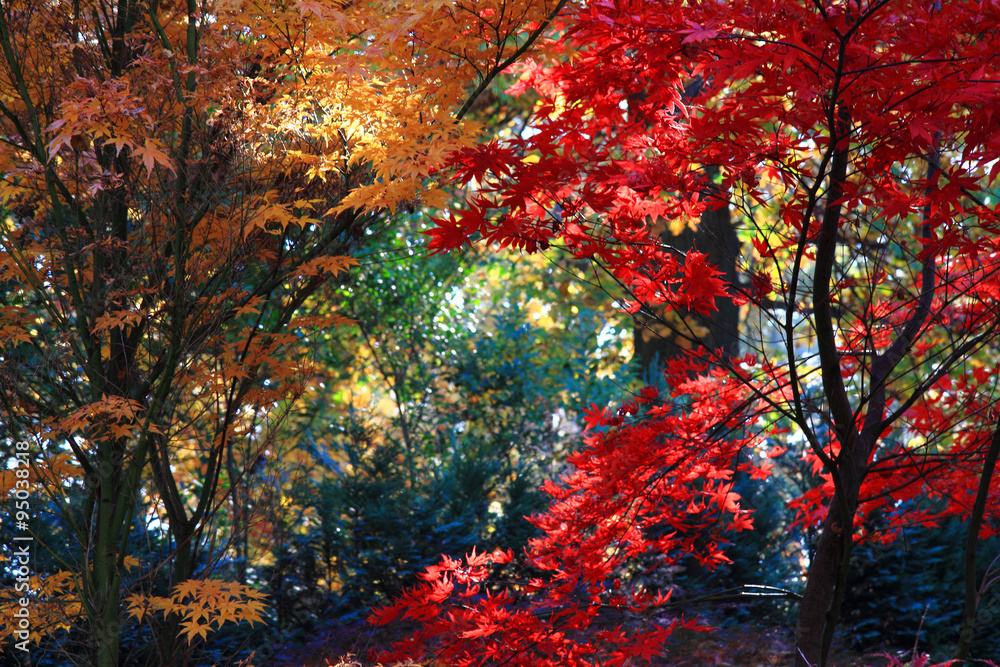 autumn color park