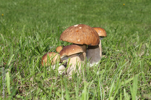 Some mushrooms in the green grass