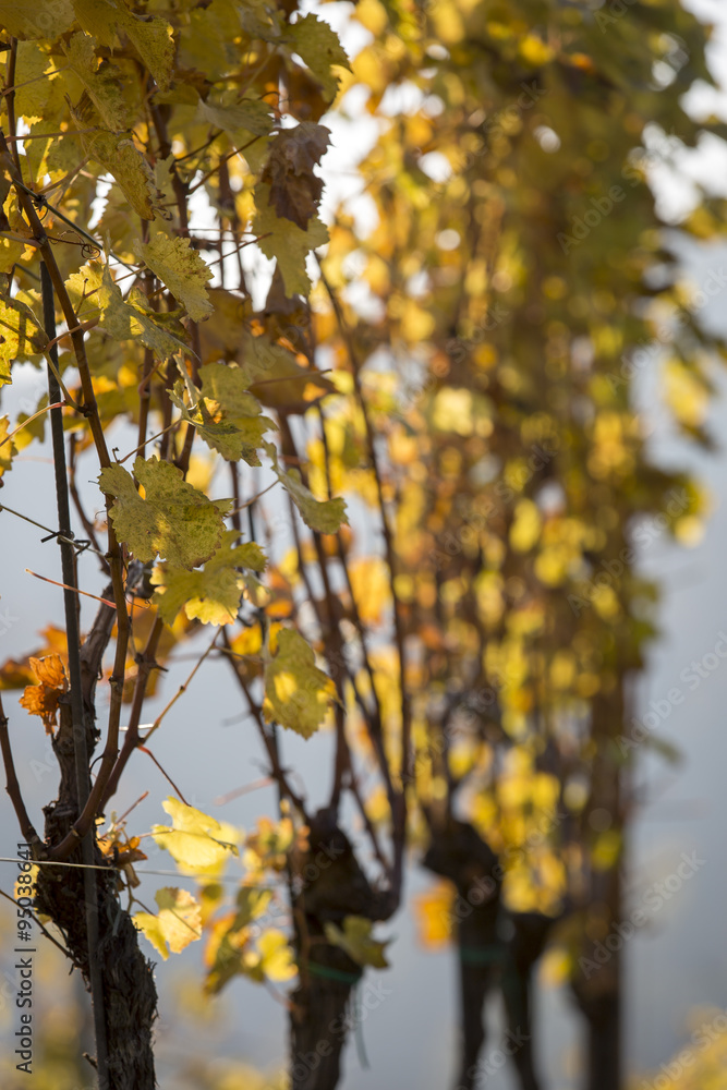Herbst an der südsteirischen Weinstrasse Herbst an der südsteirischen Weinstrasse