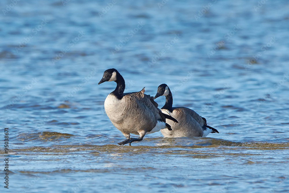 Fototapeta premium Canada goose (Branta canadensis)