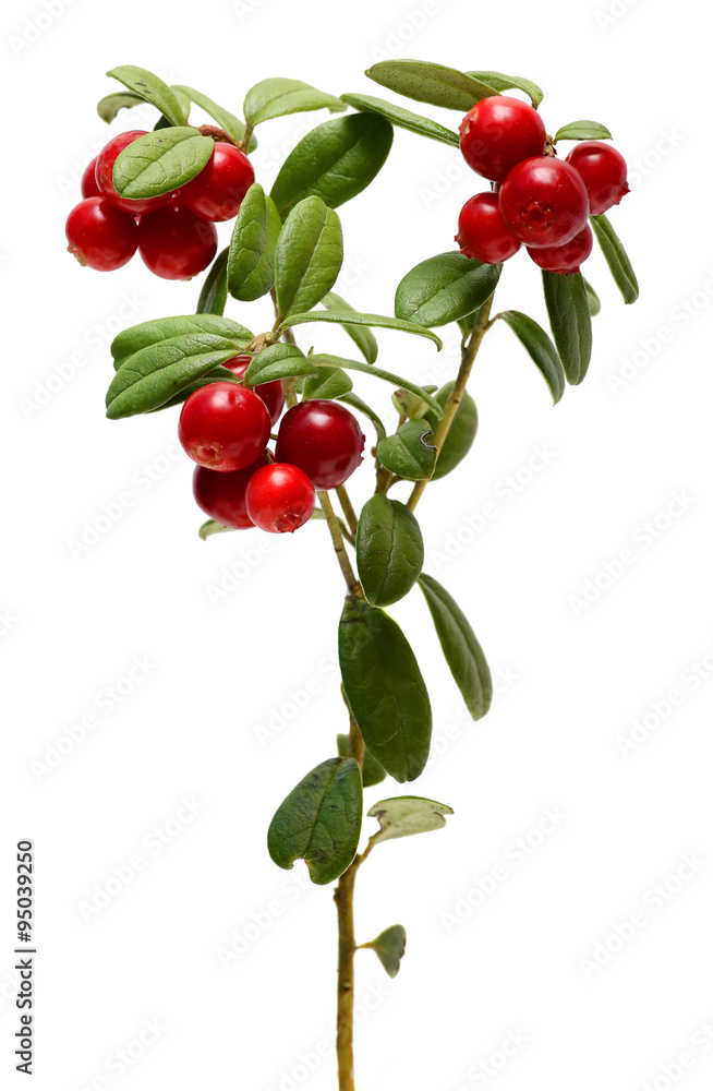 Branch Cranberries Isolated On White Background. Branch Cranberries Isolated On White Background.