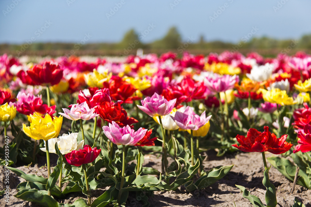 Variety of colorful tulips growing on farm