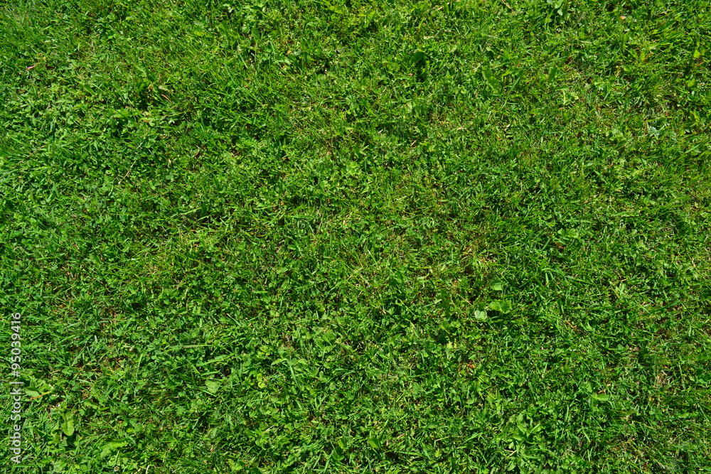 the grass on the hillside in the Park the grass on the hillside in the Park
