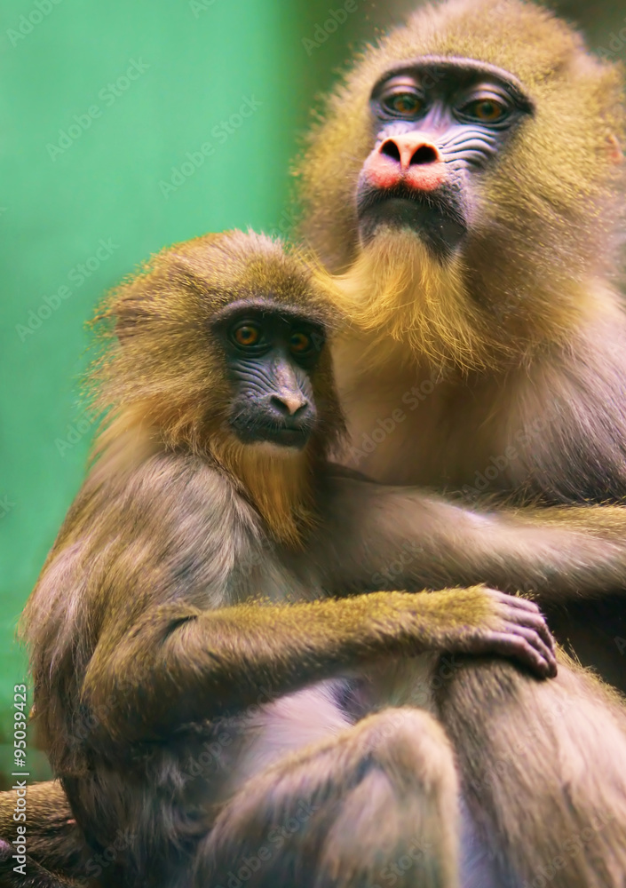 Fototapeta premium monkey mother with baby