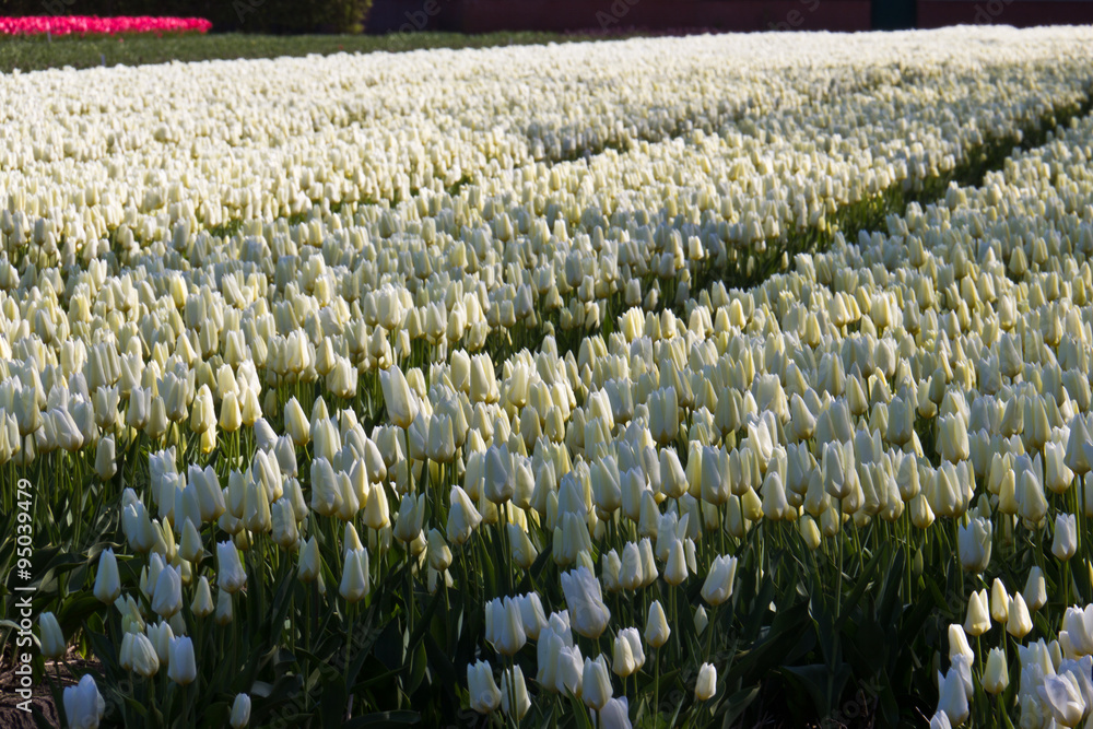 Fototapeta premium White tulips growing at flower farm