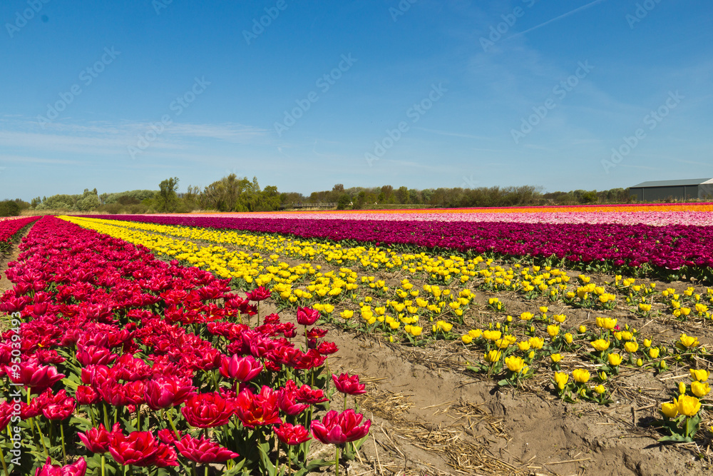 Rows of tulips on a flower farm in Holland