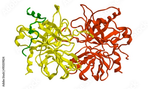 Molecular structure of thrombin
