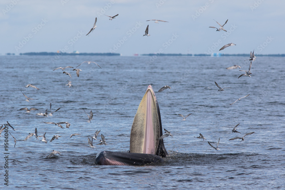 Naklejka premium The Bryde's Whale.