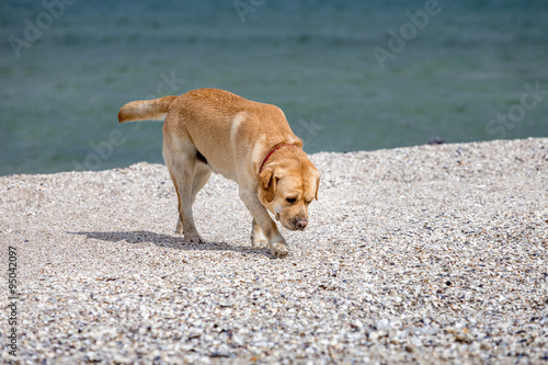 Labrador Retriever dog at the beach
