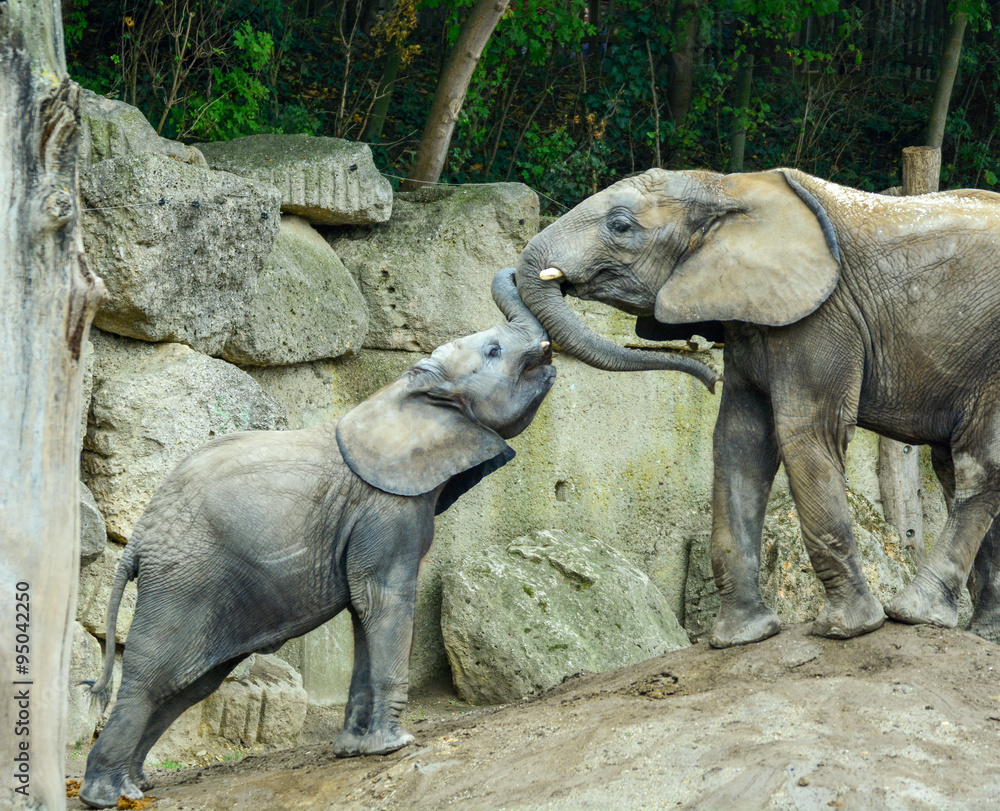 Obraz premium Elefanten