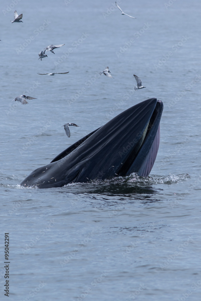 Naklejka premium The Bryde's Whale.