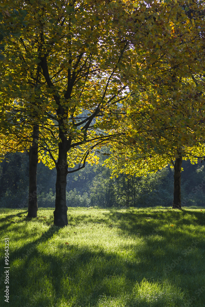 tree in the park in autumn