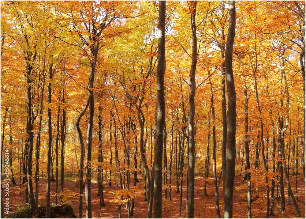 Fototapeta premium Autumn forest.