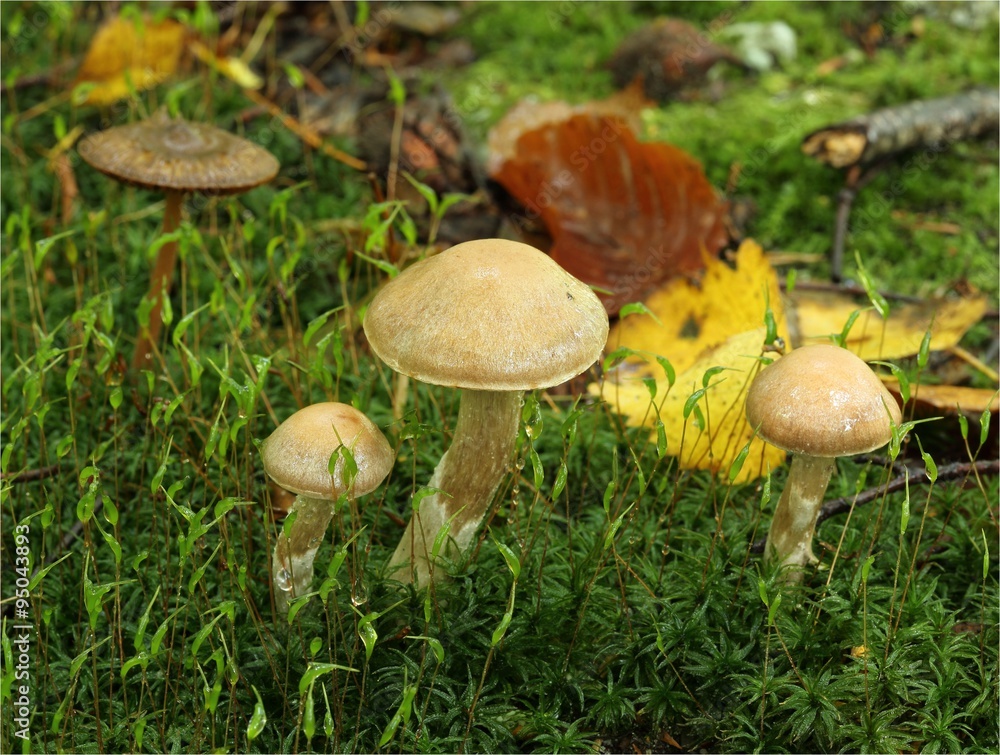 Mushrooms Mushrooms