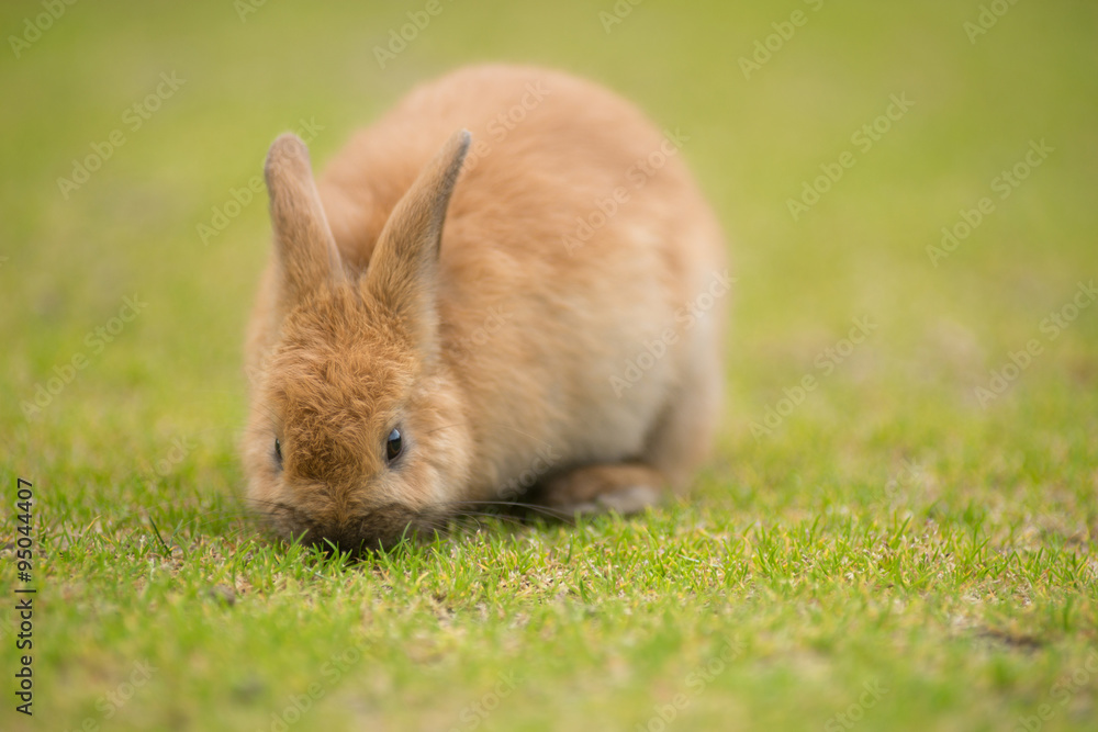 Wild Bunny Feeds on Local Grasses Cute Rabbit Wild Bunny Feeds on Local Grasses Cute Rabbit