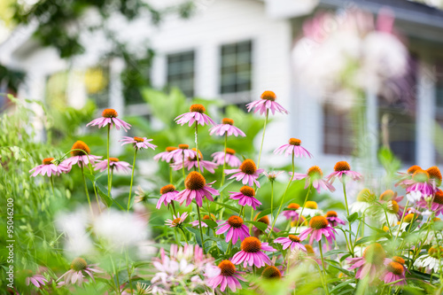 Fototapeta Naklejka Na Ścianę i Meble -  Coneflowers in bloom in a summer backyard garden
