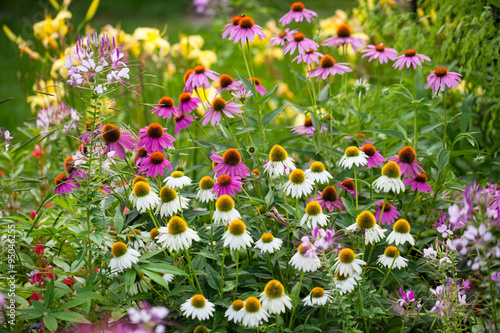 Tableau sur toile Coneflowers in bloom in a summer backyard garden outside of a su