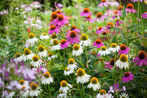 Coneflowers in bloom in a summer backyard garden