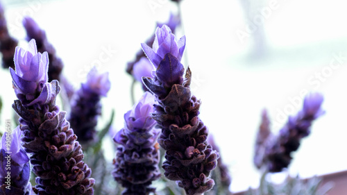 Lavender blooms against white