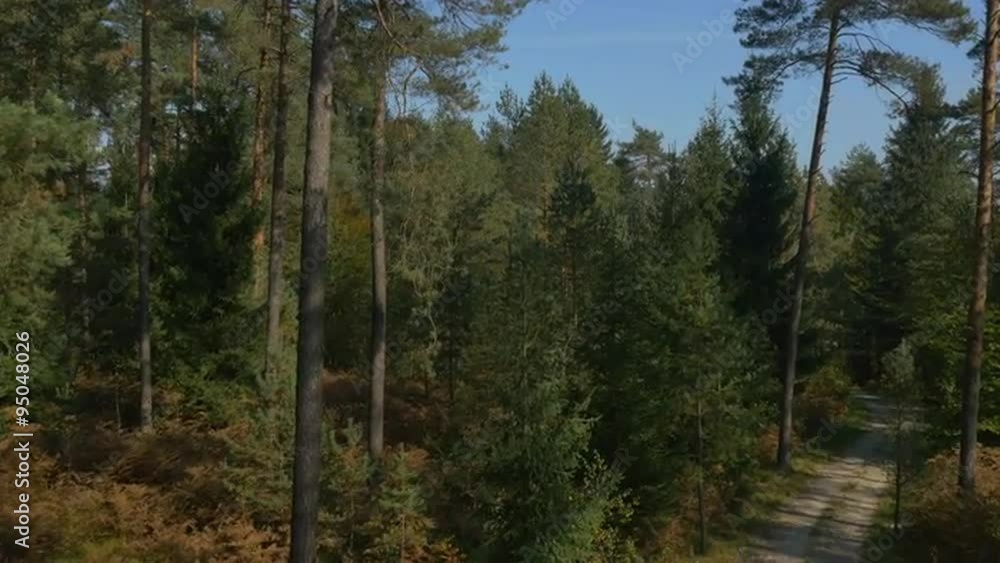AERIAL: Autumn pine tree forest AERIAL: Autumn pine tree forest