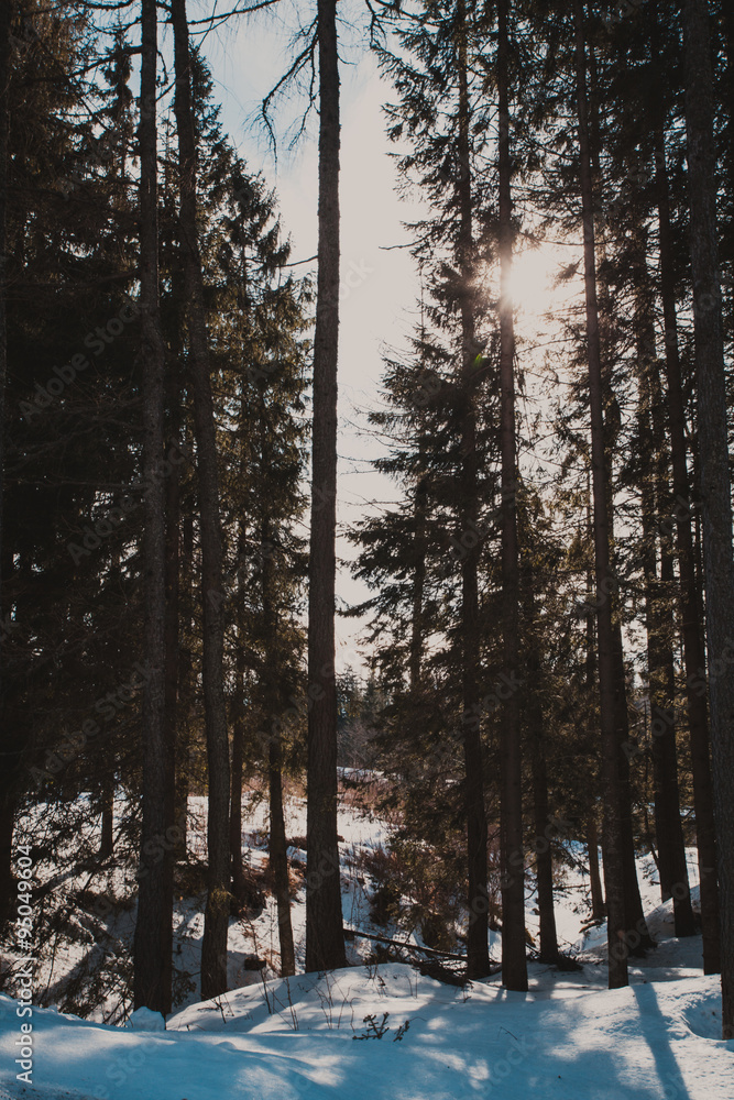 Fototapeta premium The Winter forest