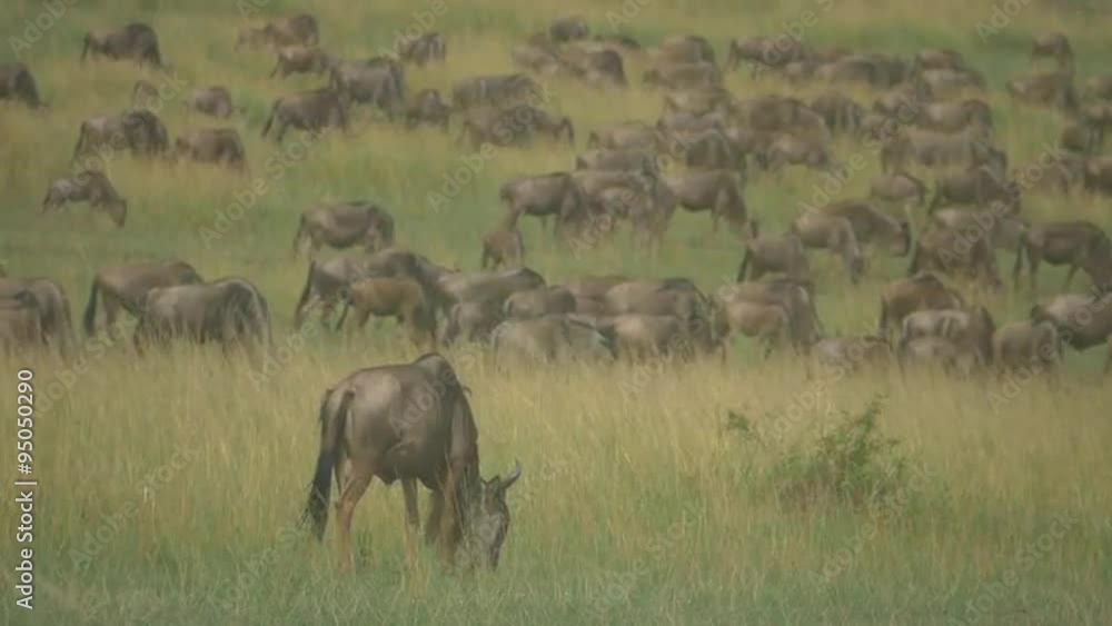 Big wildebeest migration in African Safari Big wildebeest migration in African Safari