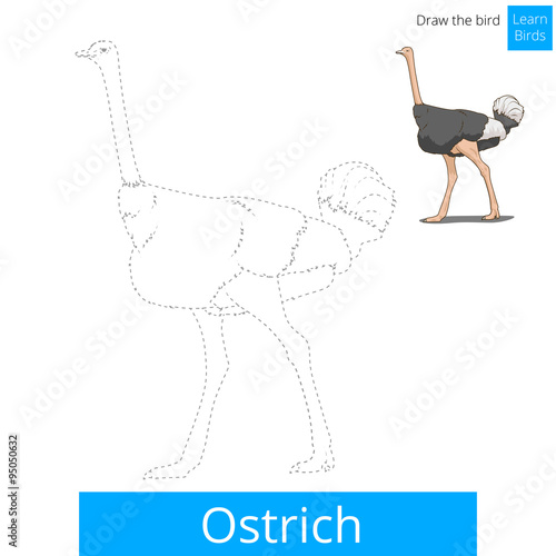 Ostrich bird learn to draw vector photo